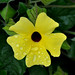 Adrianne Flowers Photo 8
