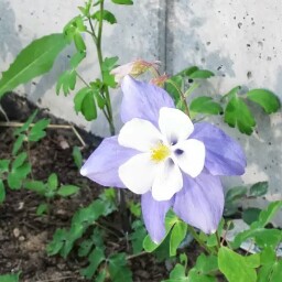 Linda Long Photo 34