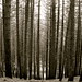 Norman Thoms Photo 9