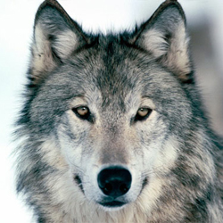 Todd Wolfe Photo 35
