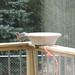 Robin Shook Photo 15