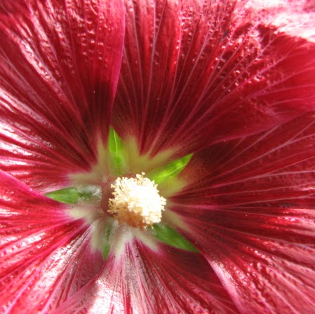 Mary Perkins Photo 36
