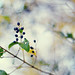 Brenda Berry Photo 18