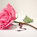 Rose Gaskins Photo 6