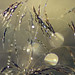 Ray Diamond Photo 28