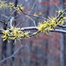 Hazel Branch Photo 8