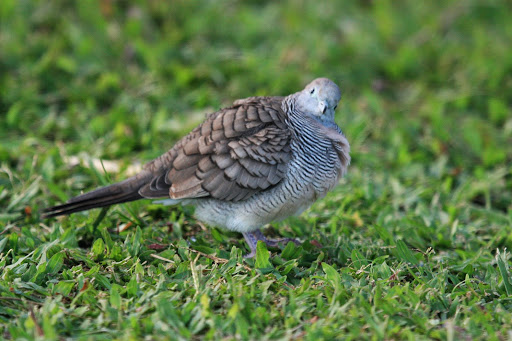 David Zimmer Photo 6