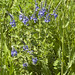 Veronica Dumas Photo 4