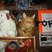 Max Chance Photo 9