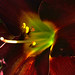 Lily Sun Photo 20