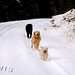 Diane Wylie Photo 26