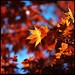 T Maple Photo 9