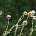 Heather Waggoner Photo 36