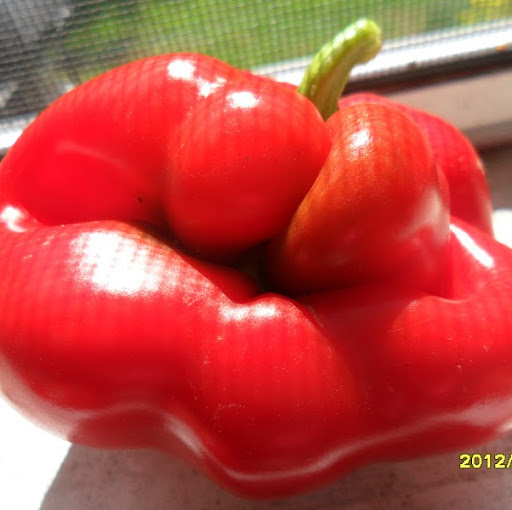 Tracy Hotte Photo 3