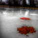 Robin Powell Photo 11