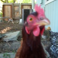 Penny Young Photo 24