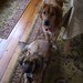 Sadie Hobbs Photo 9