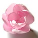 Opal Rose Photo 18