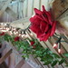 Doreen Robinson Photo 15