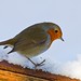 Robin Dash Photo 16