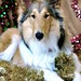 Bonnie Brown Photo 7