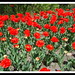 April Dow Photo 18