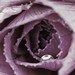 Renee Farmer Photo 20