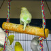 Donna Green Photo 19