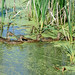 Jean Mallard Photo 9