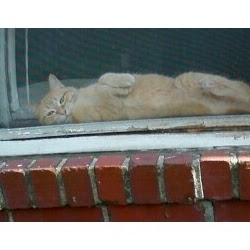 Janice Tripp Photo 21