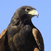 Vernon Harris Photo 26