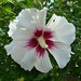 Sharon Newton Photo 8