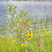 Susan Kaiser Photo 37