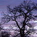 Helen Allison Photo 16