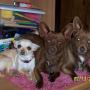 Debra Todd Photo 8
