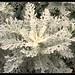 Dusty Miller Photo 48