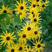 Susan Grow Photo 22