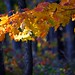 Sue Fraser Photo 31