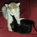 Fred Sprinkle Photo 9