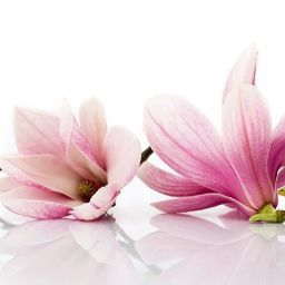Thao Do Photo 33