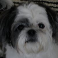 Millicent Johnson Photo 23