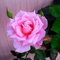 Joyce Parnell Photo 28