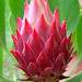 Rex Flowers Photo 7