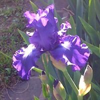 Sandra Bowers Photo 2