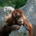 Robert Chaffee Photo 29