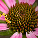 Donna Cones Photo 6