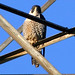 Edward Falcon Photo 15