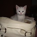 Janet Piccolo Photo 3