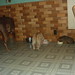 Natasha Schultz Photo 12