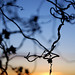 Sarah Preslar Photo 8